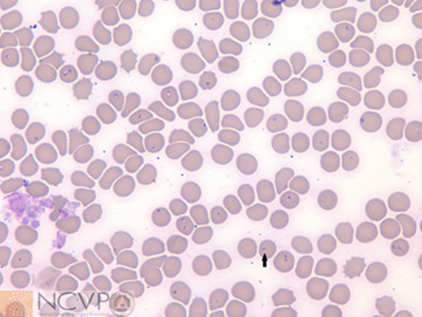 <p>Host: feline Intermediate host: tick Location: within the RBC&apos;s Transmission: bite from the infective intermediate host Clinical signs: fever, icetrus, anemia, dehydration, death, prognosis is poor Diagnosis: stained blood smears Treatment: blood transfusions Common name: Cytauxzoon</p>