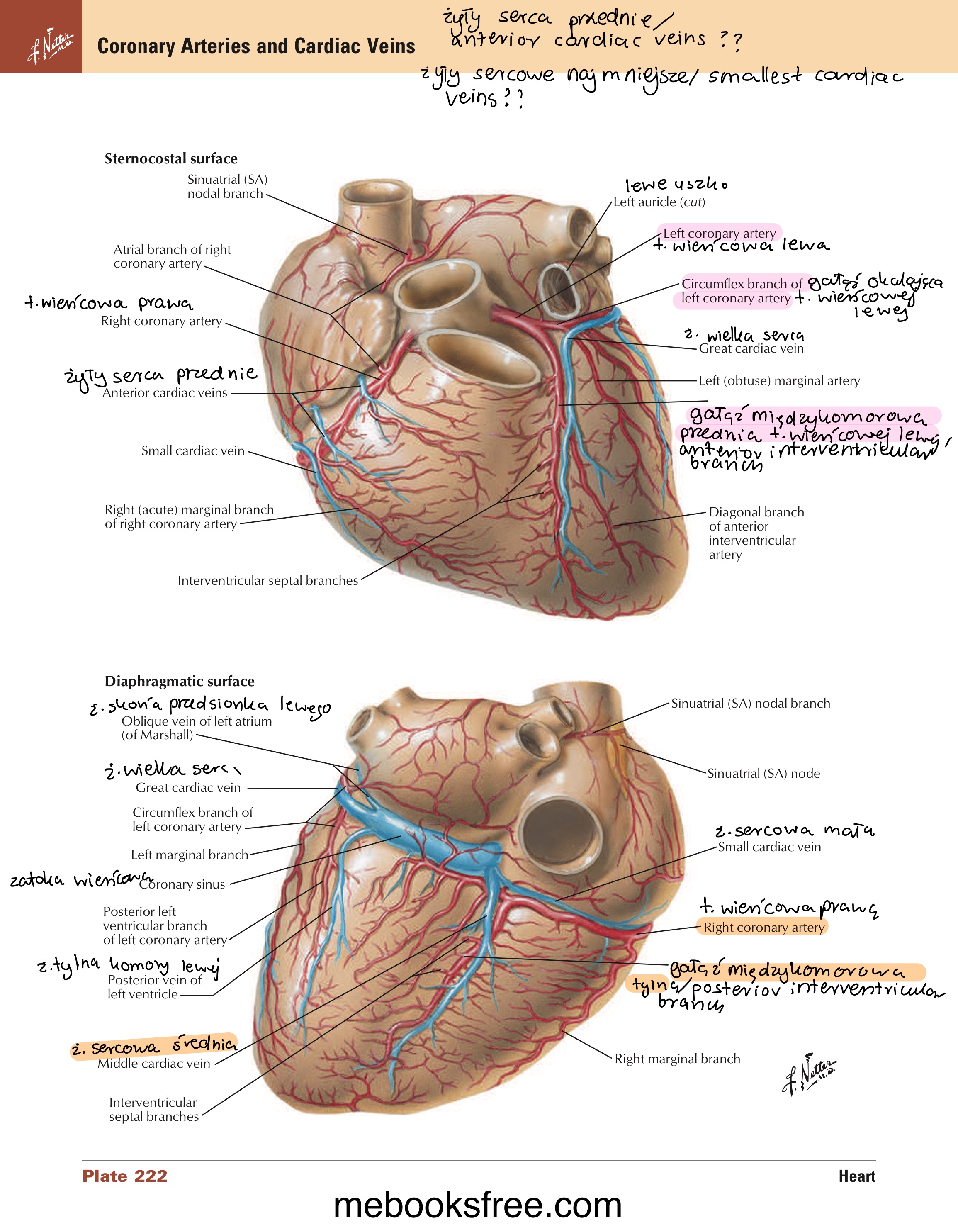 <ul><li><p>żyły płucne / pulmonary veins</p></li><li><p>żyły serca najmniejsze / smallest cardiac veins </p></li></ul>