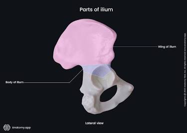 <p>Ilium</p>