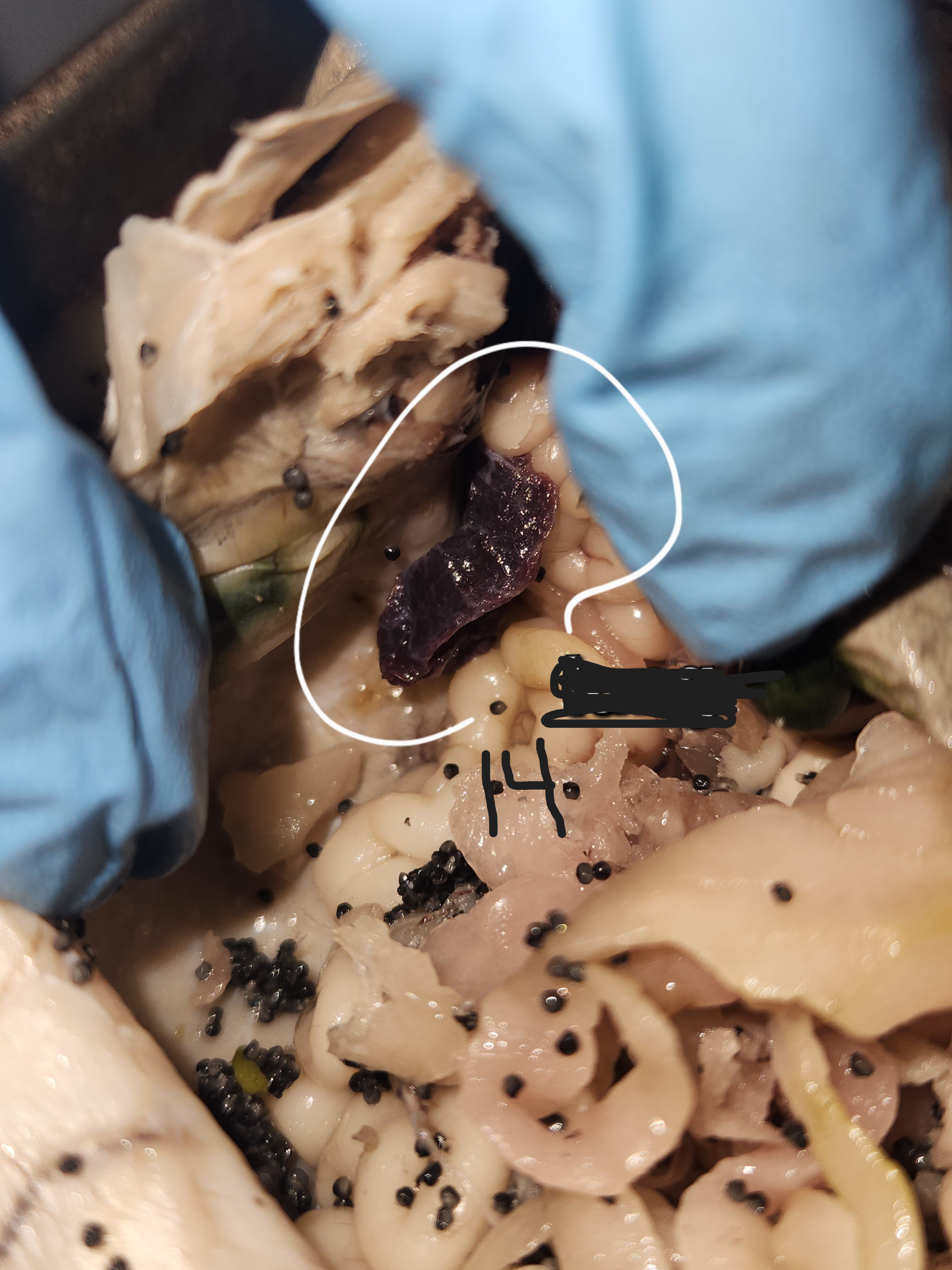 <p>What is option 14</p>