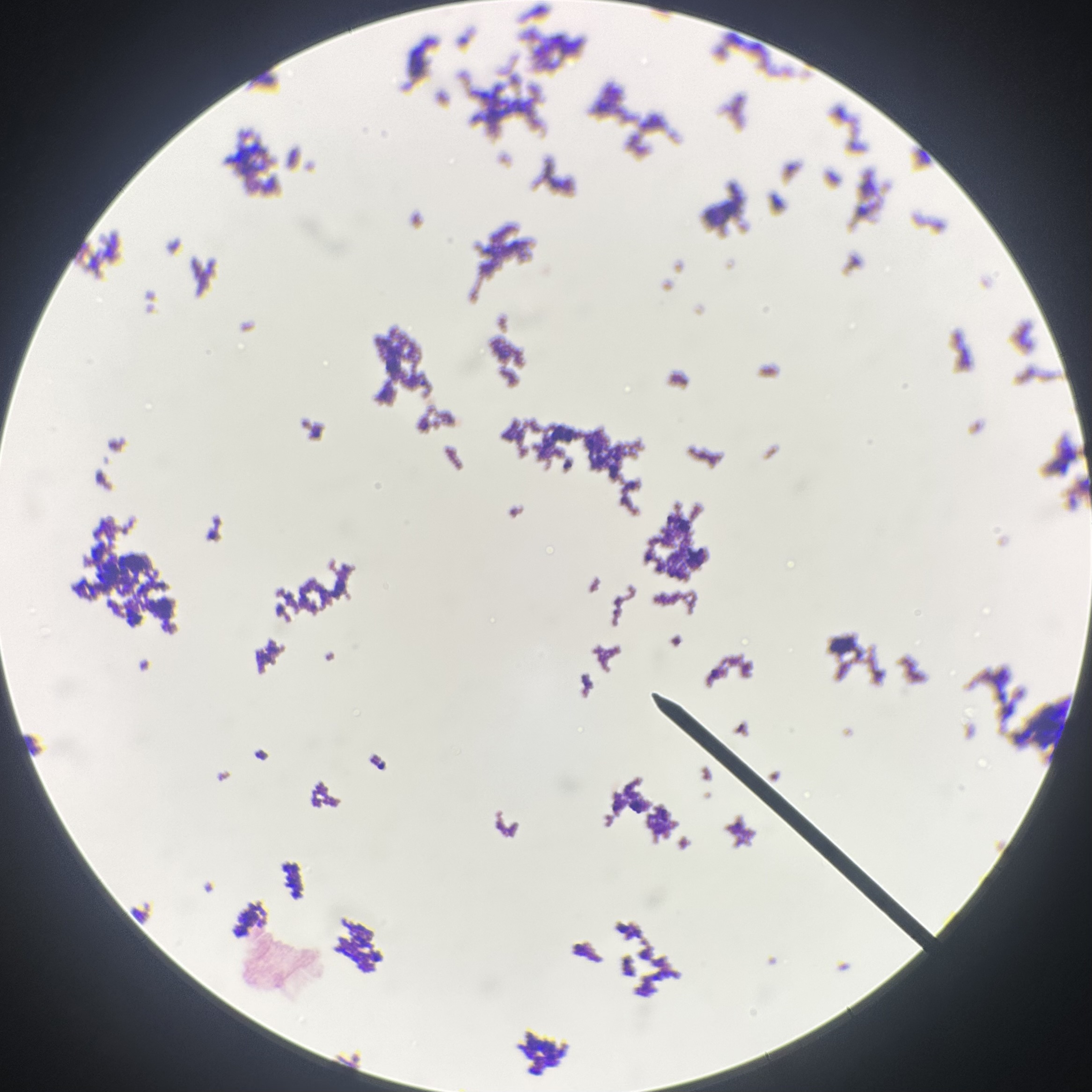 <p>What is the name of this species (include genus)?</p>