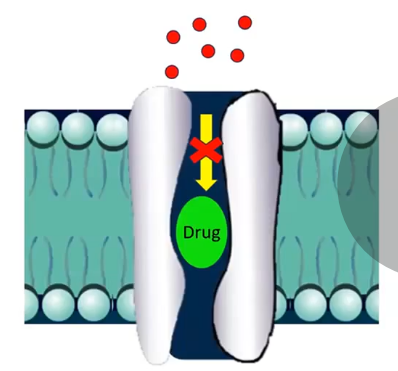 <p>drug inserts itself into the channel, blocking the passage of ions</p><p>eg lidocaine</p><p>topical anaesthetics used by optometrists to numb the cornea</p><p>sodium ions cant move across so ap isnt generated,&nbsp;</p>