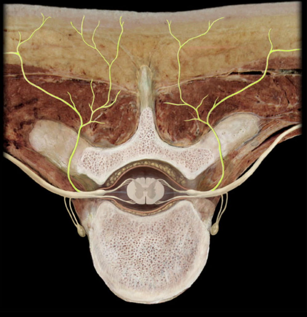 <p>What structure is shown?</p>