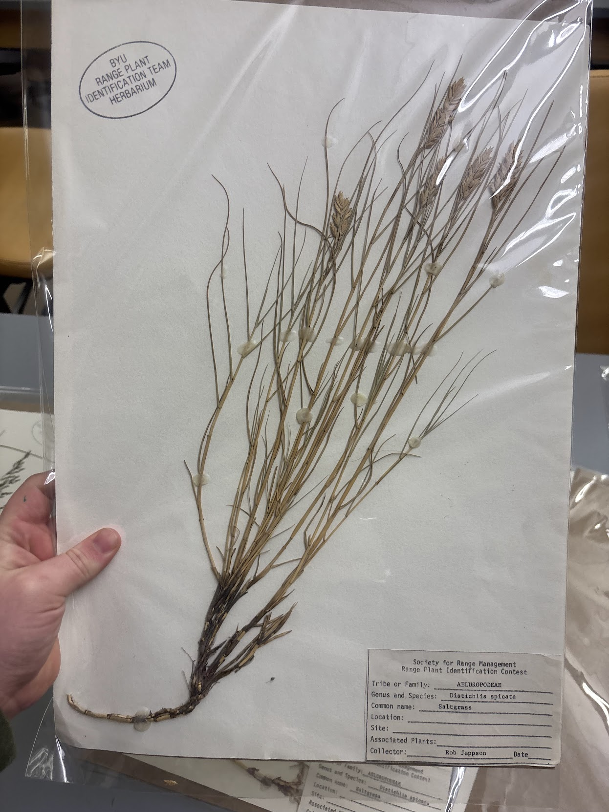 <p>Eragrosteae - Distichlis spicata - inland saltgrass</p>