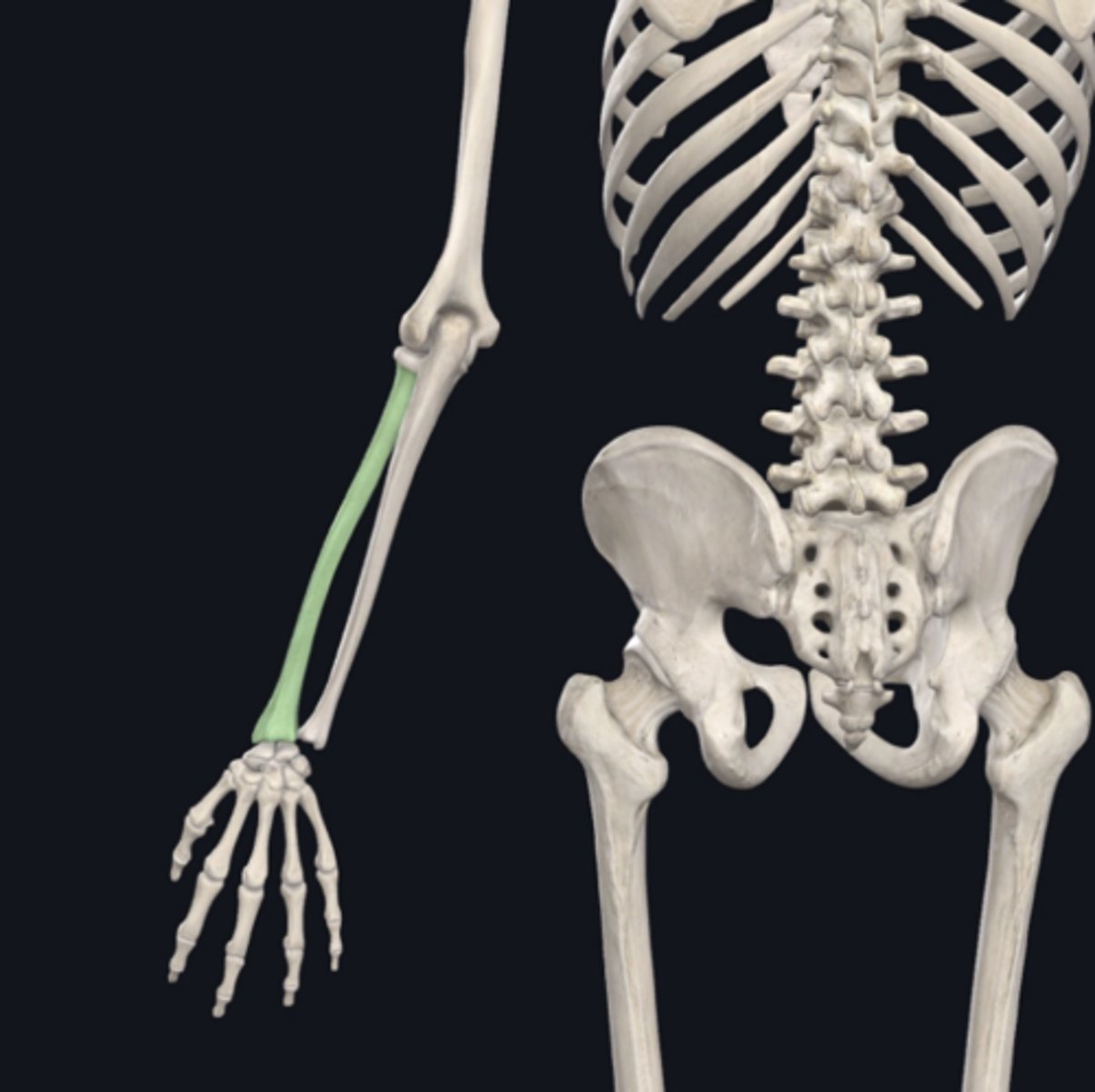 <p>Identify the bone indicated in green. (Free response)</p>