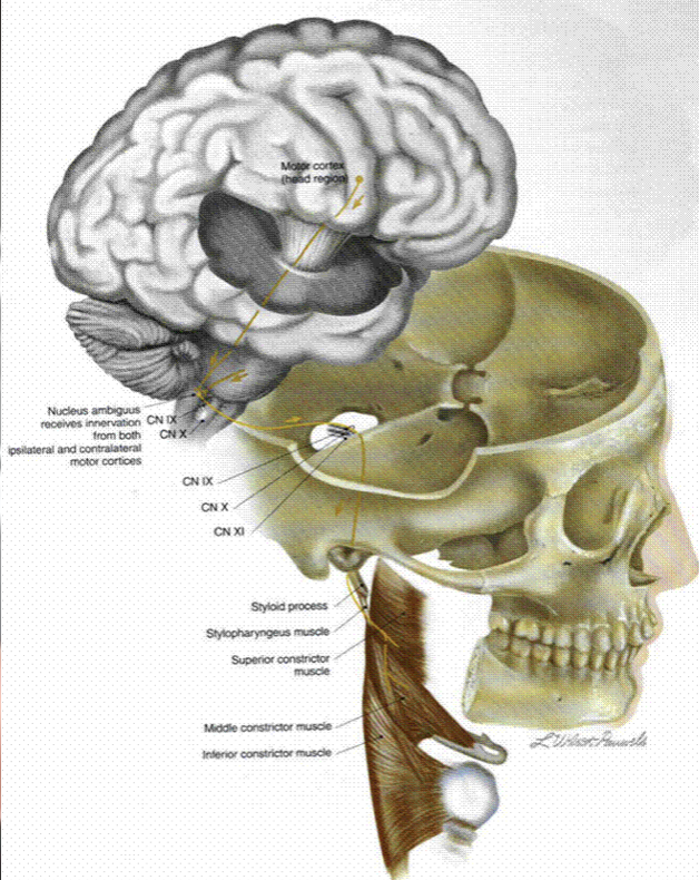 <p>innervates muscles of swallowing </p>