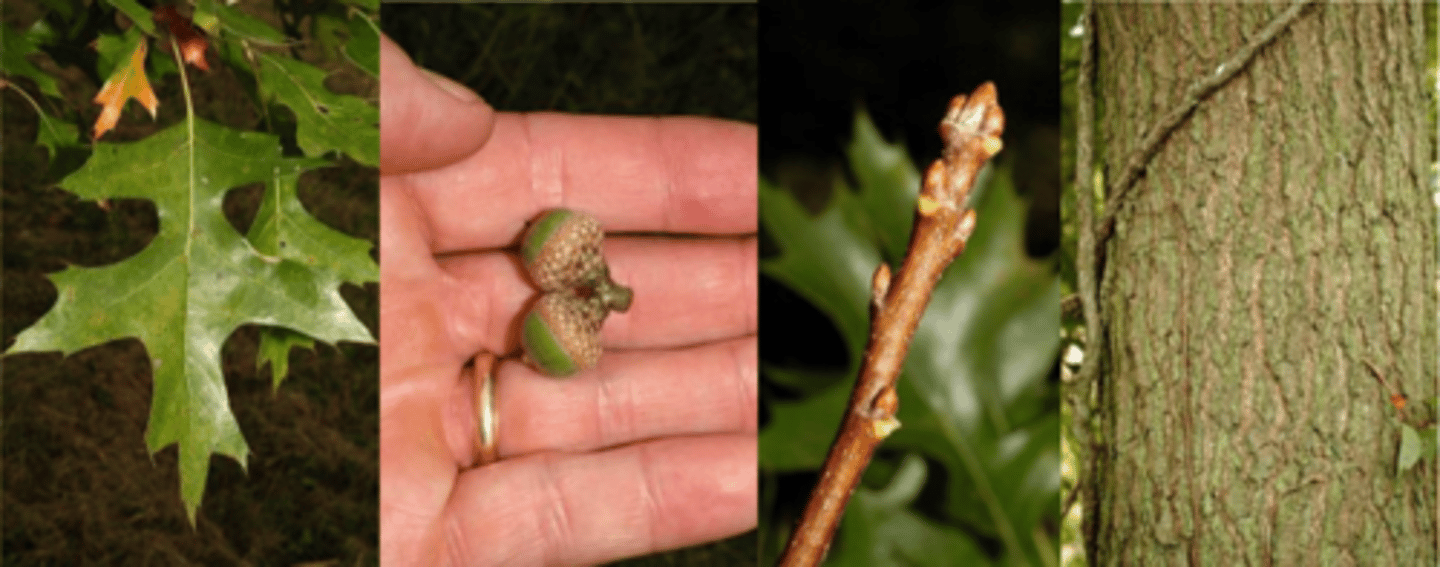 <p>Leaves: alternate; obovate to broadly oval; 3-5” long, 2-4” wide; 5-7 deeply lobed (less fanned out), bristle tipped leaves; sinuses nearly reach to midrib (flatter sinsues); shiny bright green above, pale beneath; young trees are marcescent (=retaining leaves all winter).</p><p>Twigs: smooth, slender, shiny. Older dead twigs and branches retained on the tree, resembling pins thrust into the trunk, hence the name</p><p>Buds: terminal buds sharply pointed/angled w/ (lots of) smooth, imbricate, reddish-brown scales.</p><p>Fruit: acorns small up to ½” long w/ black stripes. Cap is thin, flattened, barely covering the acorn.</p><p>Bark: gray colored, thin for an oak. Will develop broad, scaly ridges w/ shallow fissures.</p><p>Form/Silvics: A medium sized tree up to 100’ w/ strong, conical shaped crown. Branching is unique w/ lower 50% of branches descending and the upper branches ascending. Fast growing tree species common on poorly drained, wet sites. Flood tolerant/shade intolerant. Widely planted in urban landscapes. Found also along streams, rivers, etc.</p>