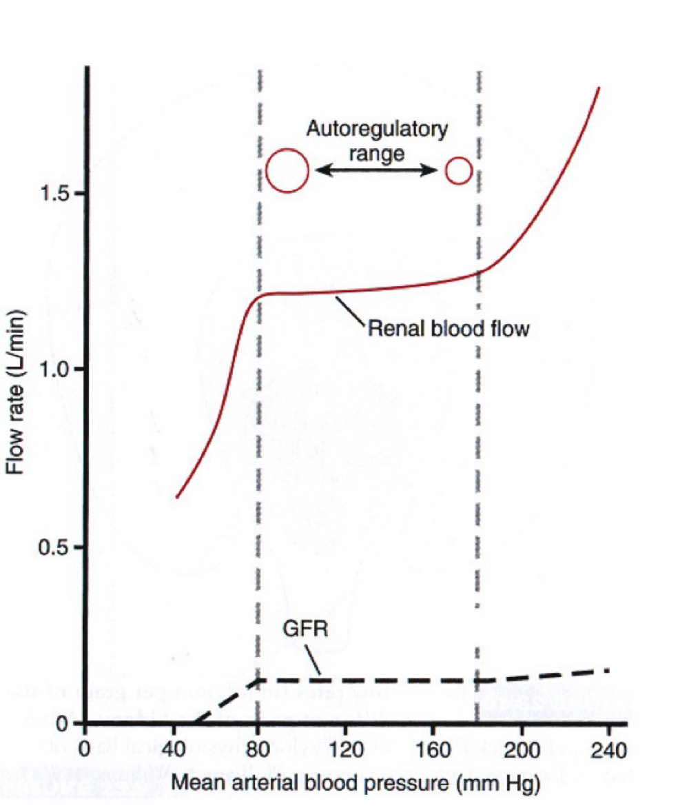 <ul><li><p>The process by which arteries/ arteriole react to changes in blood pressure to maintain constant blood flow </p></li></ul><p></p>