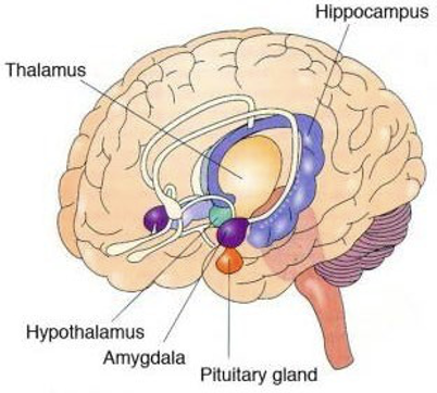 <ul><li><p>involved in autonomic control of endocrine system</p></li><li><p>involved in emotions &amp; motivated behavior </p></li></ul><p></p>