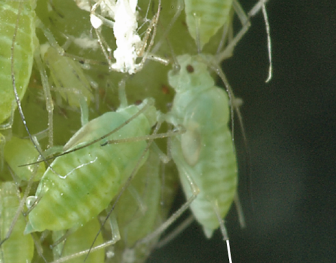<p>structure coming from the abdomen in aphids which produce toxic chemicals</p>