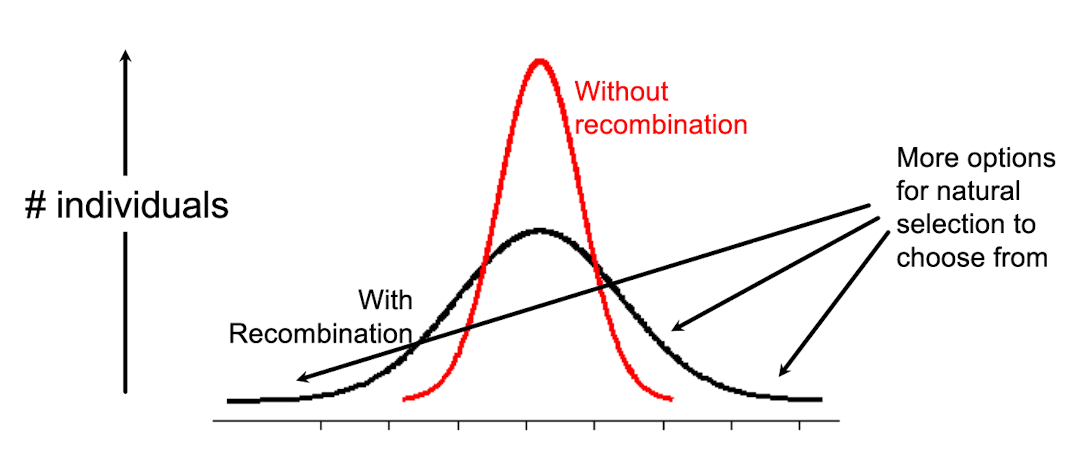 <p>Leads to offspring that have combinations of traits that differ from parents</p><ul><li><p>increases phenotypic value for a polygenic trait by granting more options for natural selction to choose from </p></li></ul>