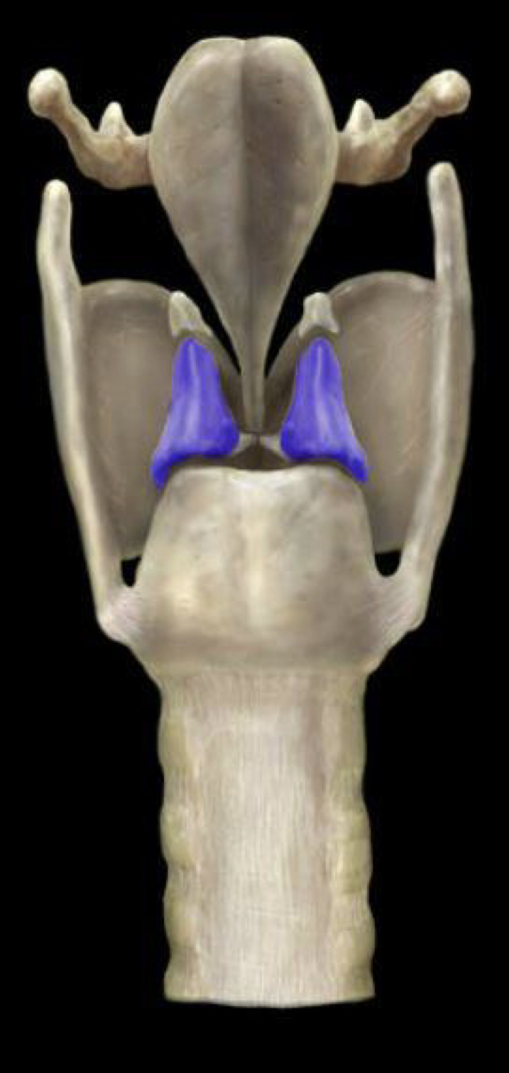 What structure is highlighted in blue?