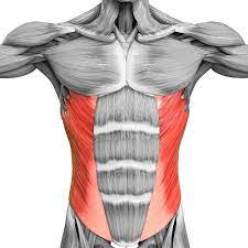compresses abdomen