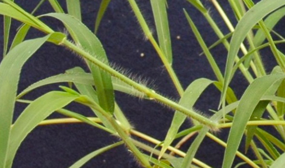 <p>Large Crabgrass</p>