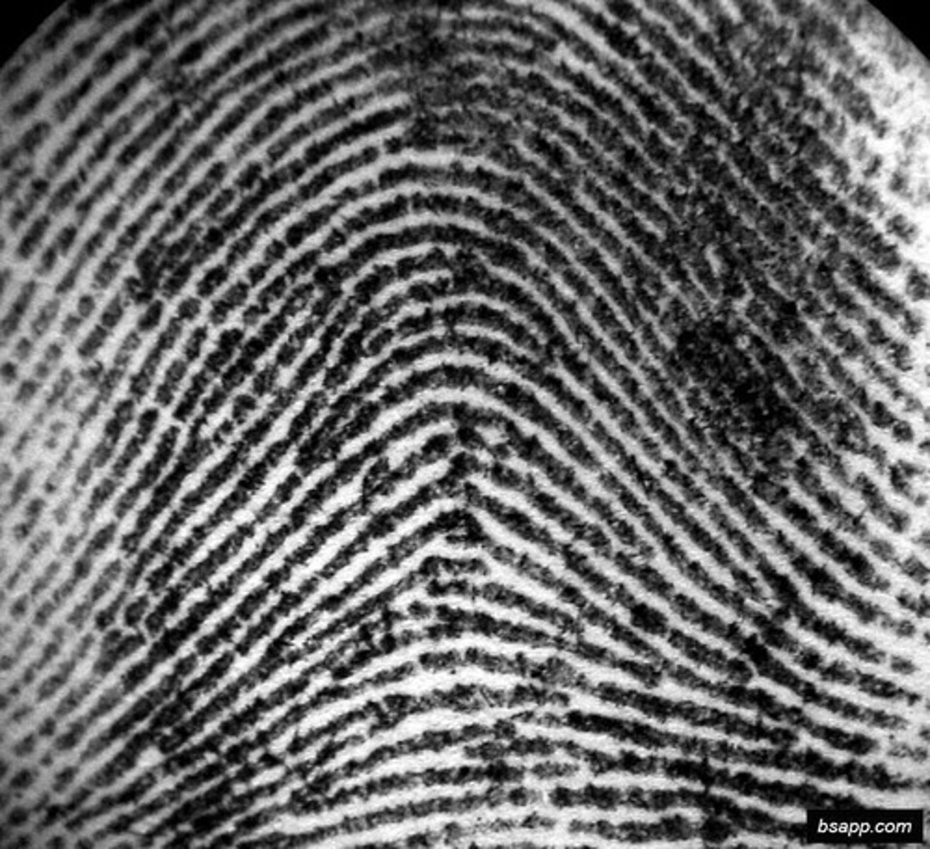 <p>Fingerprint pattern with ridges that rise in the center.</p>