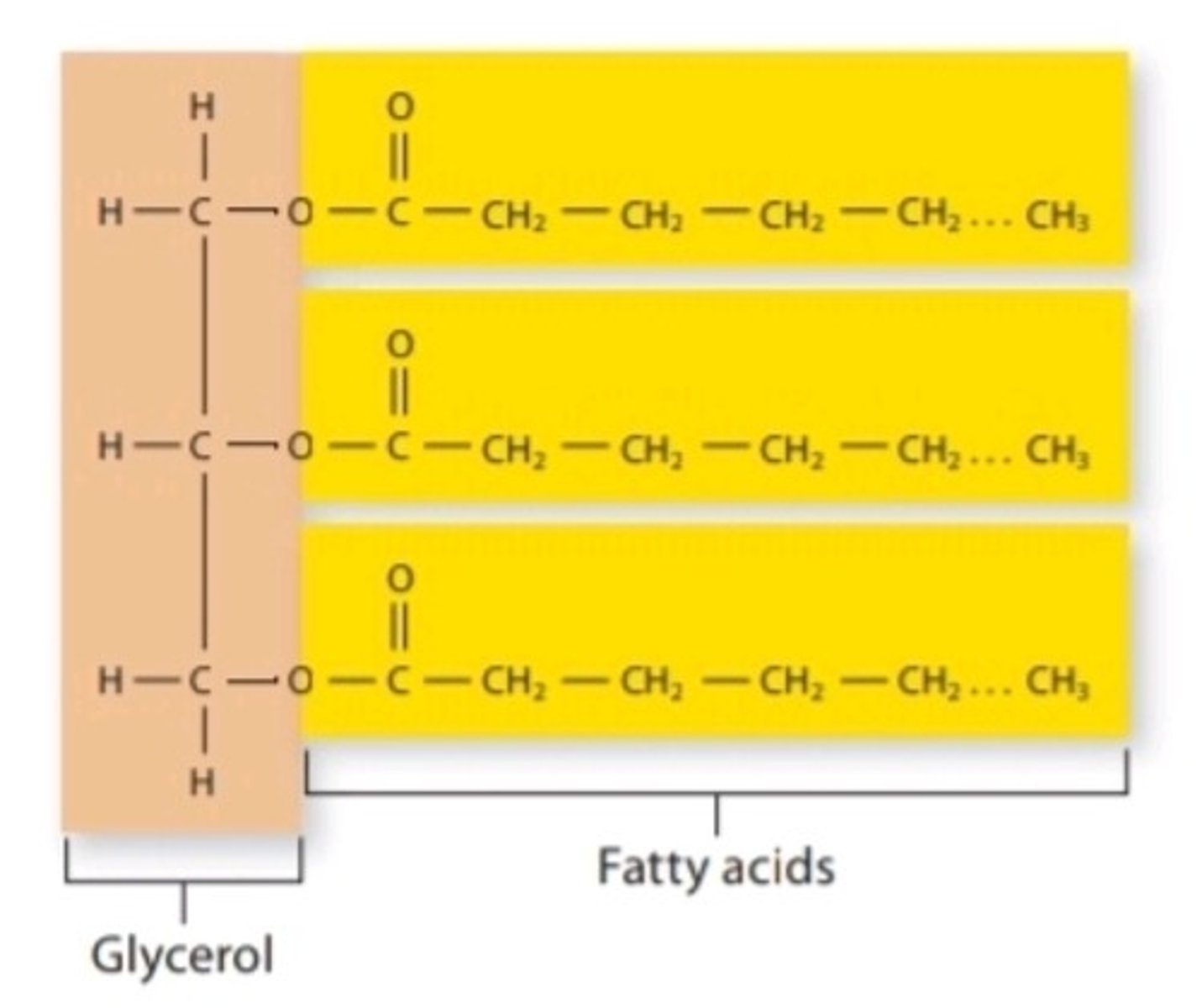 <p>lipid compound that contains three fatty acid chains; functions as a long-term energy storage molecule in the body</p>