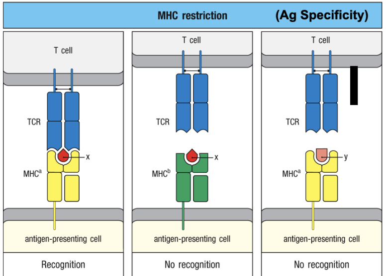 <p>T-cells only recognize peptides + MHC molecules matching their own self-MHC type</p>