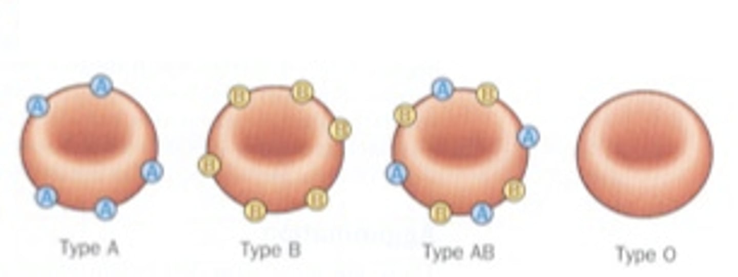<p>A protein found on red blood cells; a chemical marker</p>