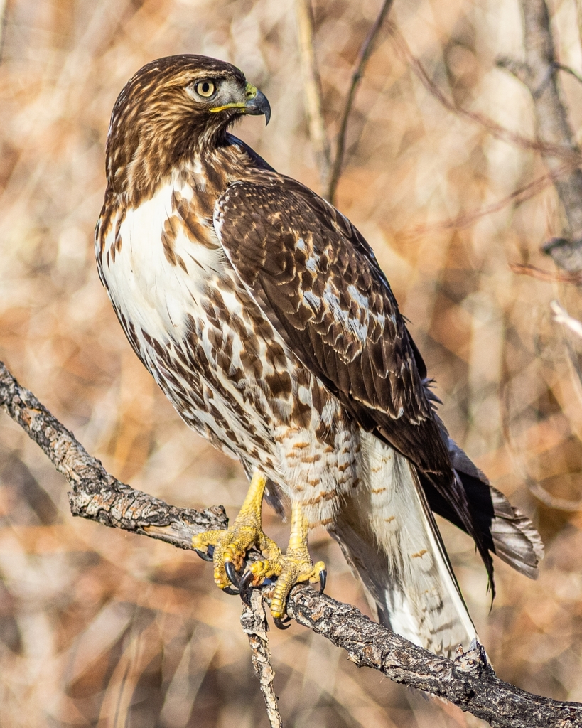<p>Red-tailed Hawk</p>