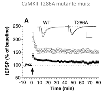 <ul><li><p>CaMK2 Thr286 » geen LTP want blijft zichzelf niet fosforlyseren > minder makkelijk ?</p></li></ul><p></p>