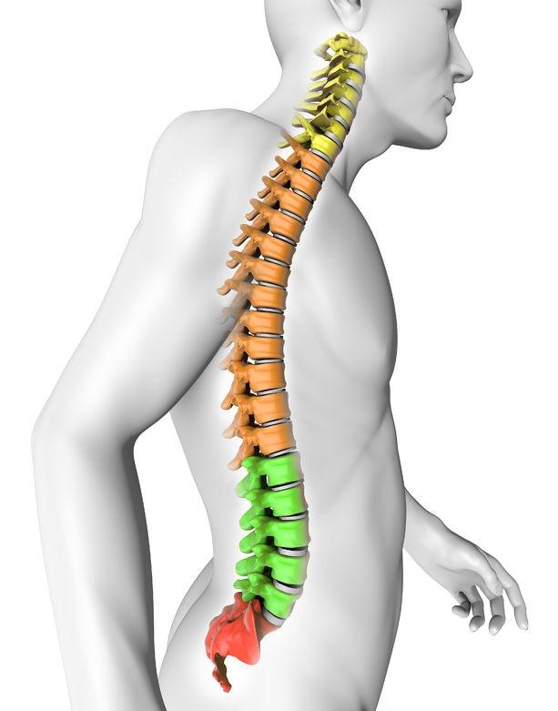 What part of the spine is shown in orange?