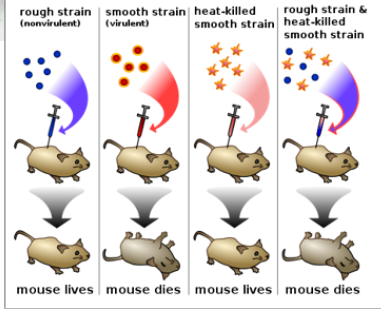 <p>Griffith Experiment </p>