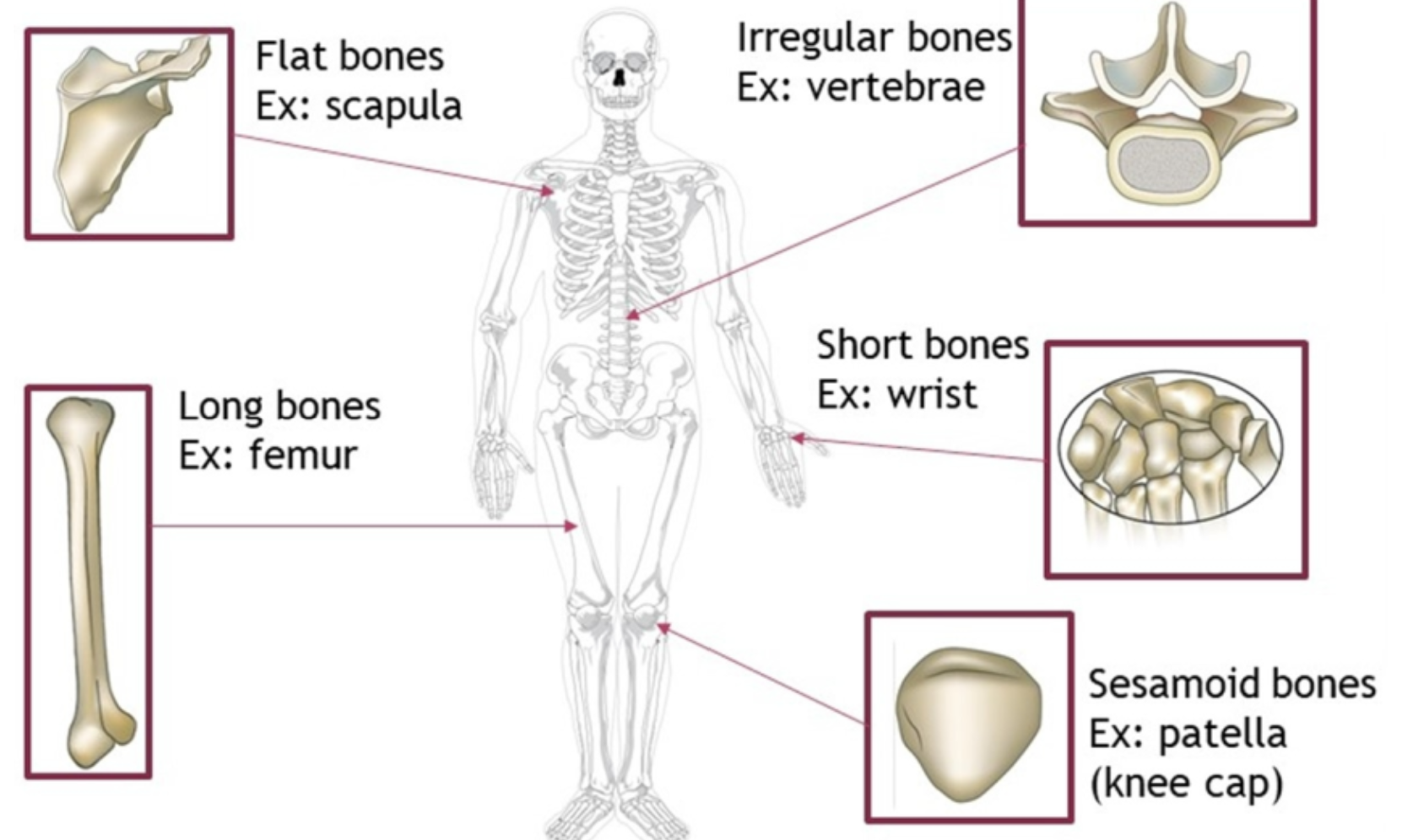 <ul><li><p>flat&nbsp;</p></li><li><p>irregular</p></li><li><p>short</p></li><li><p>long</p></li><li><p>sesamoid</p></li></ul><p></p>