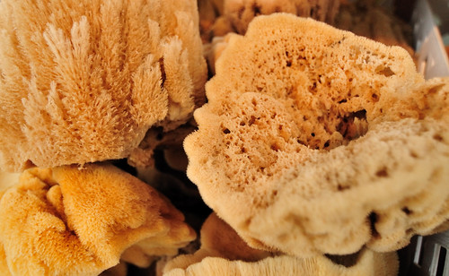 sponges, no symmetry, germ layers, coelom, digestion is cell dependent
