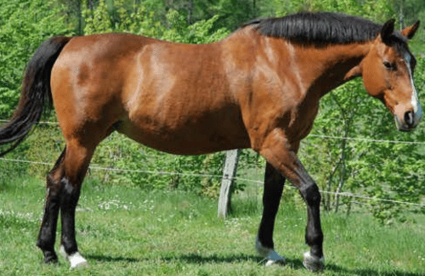 <p>brown/black w/ lighter areas</p>