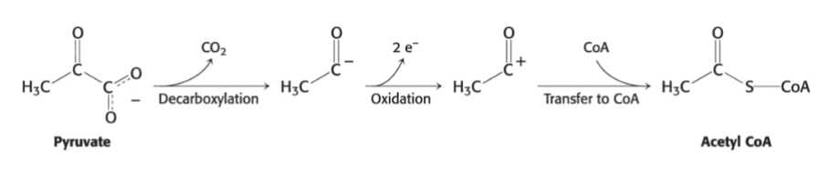 <ul><li><p>decarboxylation</p></li><li><p>oxidation</p></li><li><p>transfer to CoA</p></li></ul>