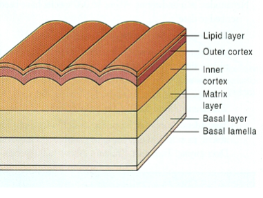 <p>Nematoda Cuticle</p>