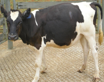 <p>Head is held lowered, with the neck extended</p><p>Animal stands rigidly → has difficulty in walking &amp; turning</p><p>Abducted limbs (sawhorse stance)</p><p>Tail is held cocked away from the hindquarters, giving a</p><p>‘pump handle’ appearance</p>