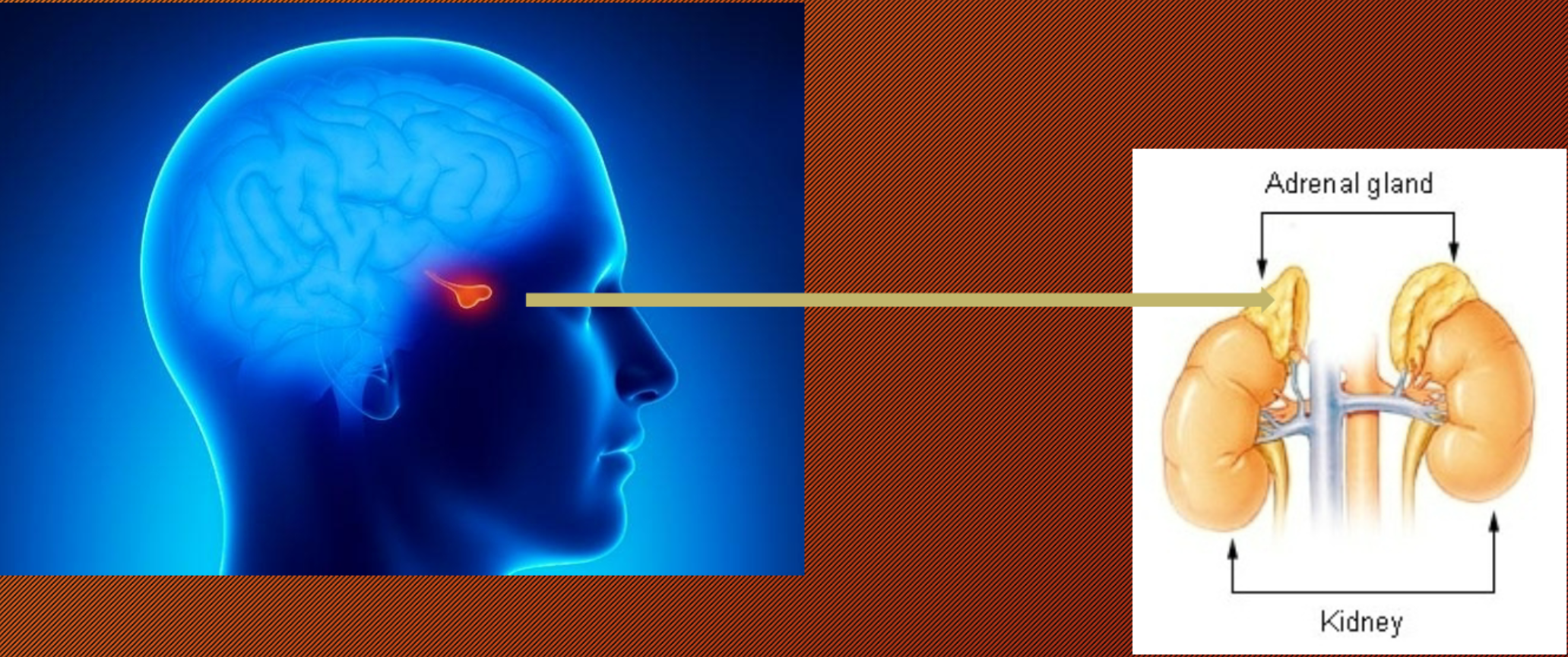 <p>ACTH: Adrenocorticotropic Hormone (Anterior pituitary gland)</p>