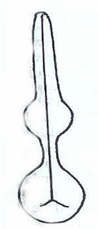 <p>Filo Nematoda - aparelho digestivo - tipo de esófago</p>