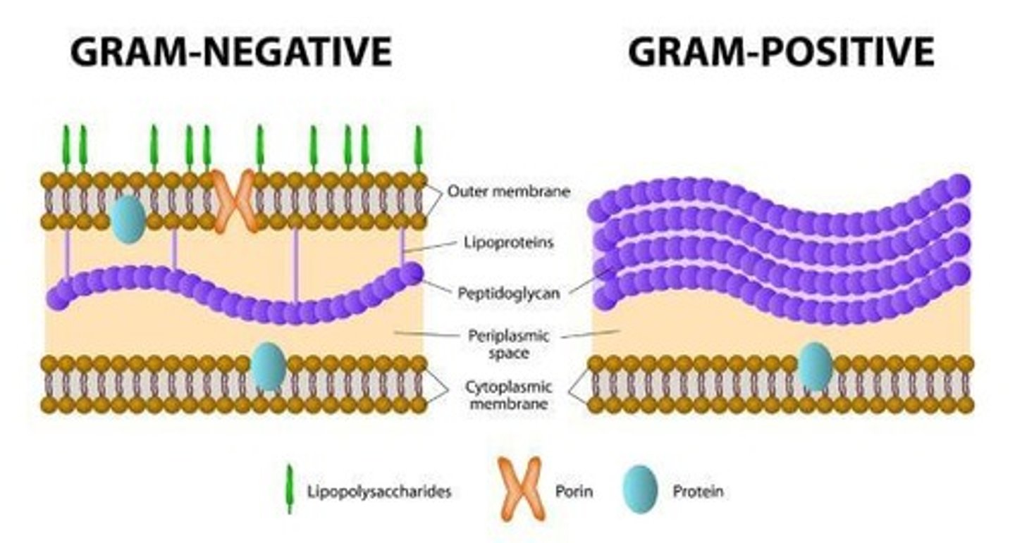 <p>Gram + has a thick outer peptidoglycan layer; Gram - has a thin layer and outer membrane.</p>
