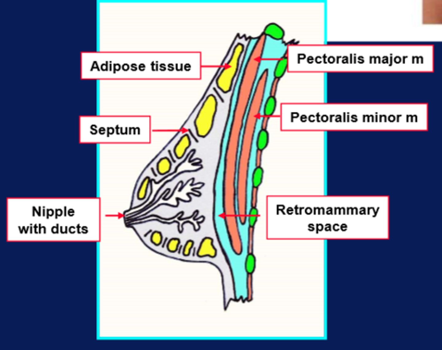 <p>Don't need to know details, just good to be aware of the complexity</p>