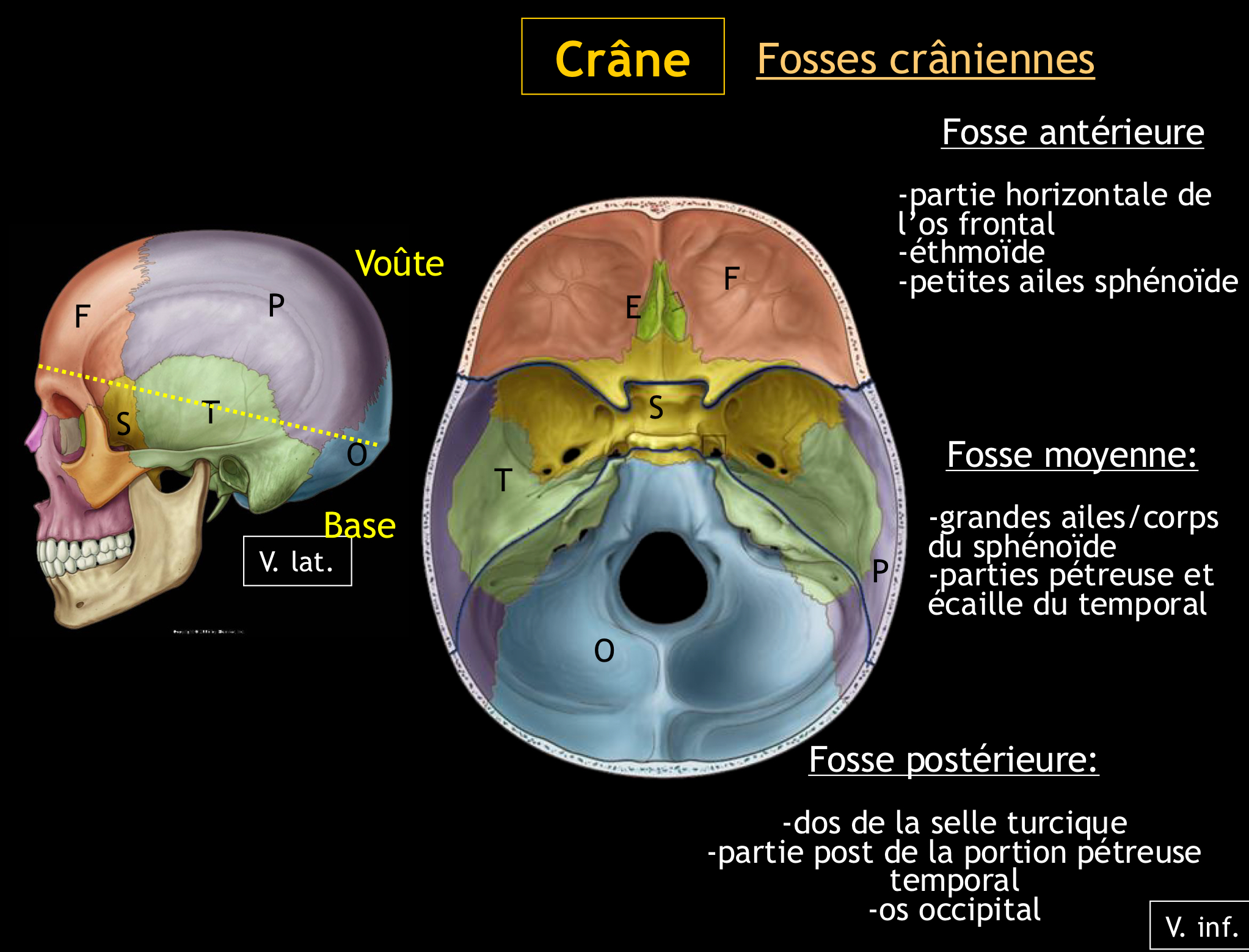<p><span>1. </span><strong><span>La fosse crânienne antérieure </span></strong><span>: composée de la partie orbito-nasale de l’os frontal, de la lame criblée de l’ethmoïde et des petites ailes du sphénoïde.</span></p><p><span>2. </span><strong><span>La fosse crânienne moyenne</span></strong><span> : composée des grandes ailes et de la partie supérieure du corps du sphénoïde, ainsi que des parties pétreuse et écaille de l’os temporal.</span></p><p><span>3. </span><strong><span>La fosse crânienne postérieure</span></strong><span> : composée de la partie postérieure du dos de la selle turcique du sphénoïde, de la face postéro-supérieure de la portion pétreuse de l’os temporal et de l’os occipital.</span></p>