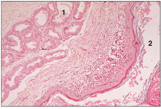 <p>name of histologic slide:</p><p>Specie:</p><p>Parts</p><p>1.__ 2.__ </p><p>Stain used:</p>