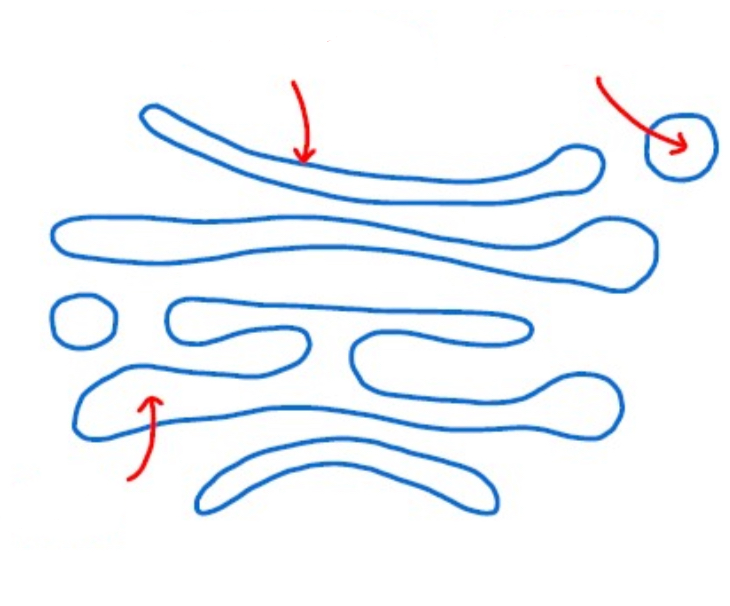 <p>Label the vesicle in the Golgi apparatus </p>