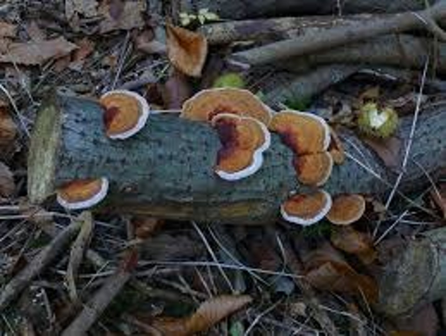 <p>living on dead or decaying organic matter</p>