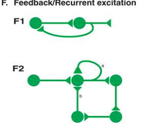 <p class="has-focus">Autapse: A neuron excites itself directly-releases neurotransmitters that bind to tis own receptors</p><p class="has-focus">Recurrent: Presynaptic neuron excites postsynaptic neuron which eventually loops back to excite the og neuron again</p><p></p>