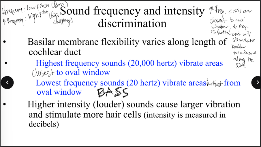 <p>low frequency = what type of pitch and sound? </p>