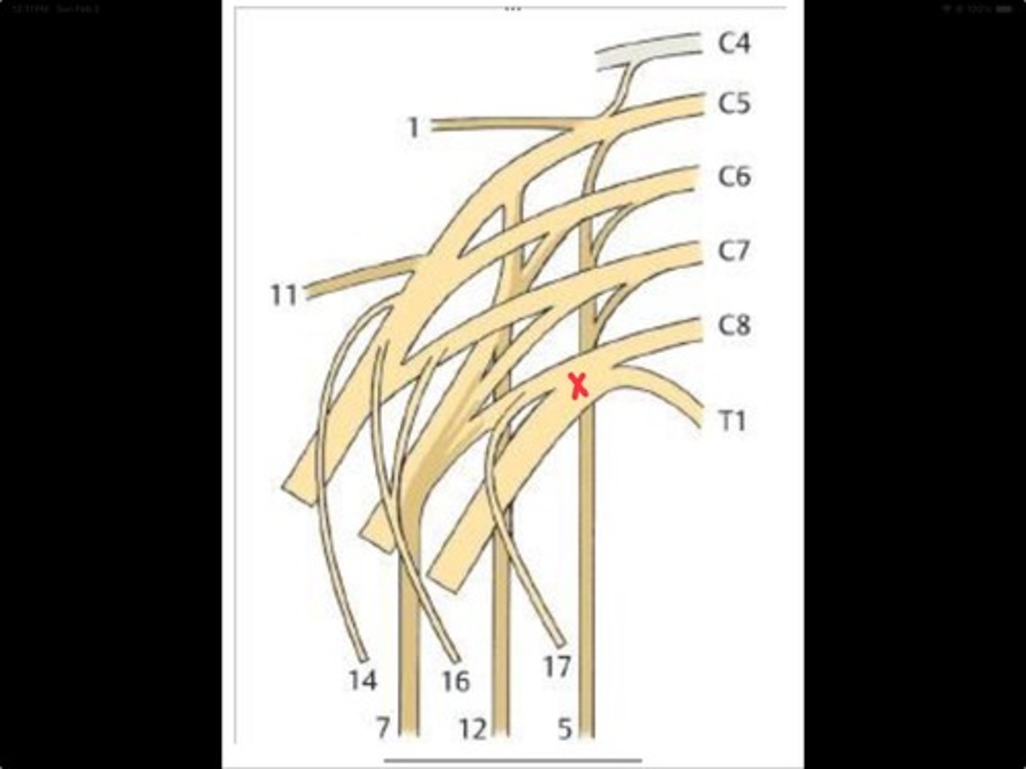 knowt flashcard image