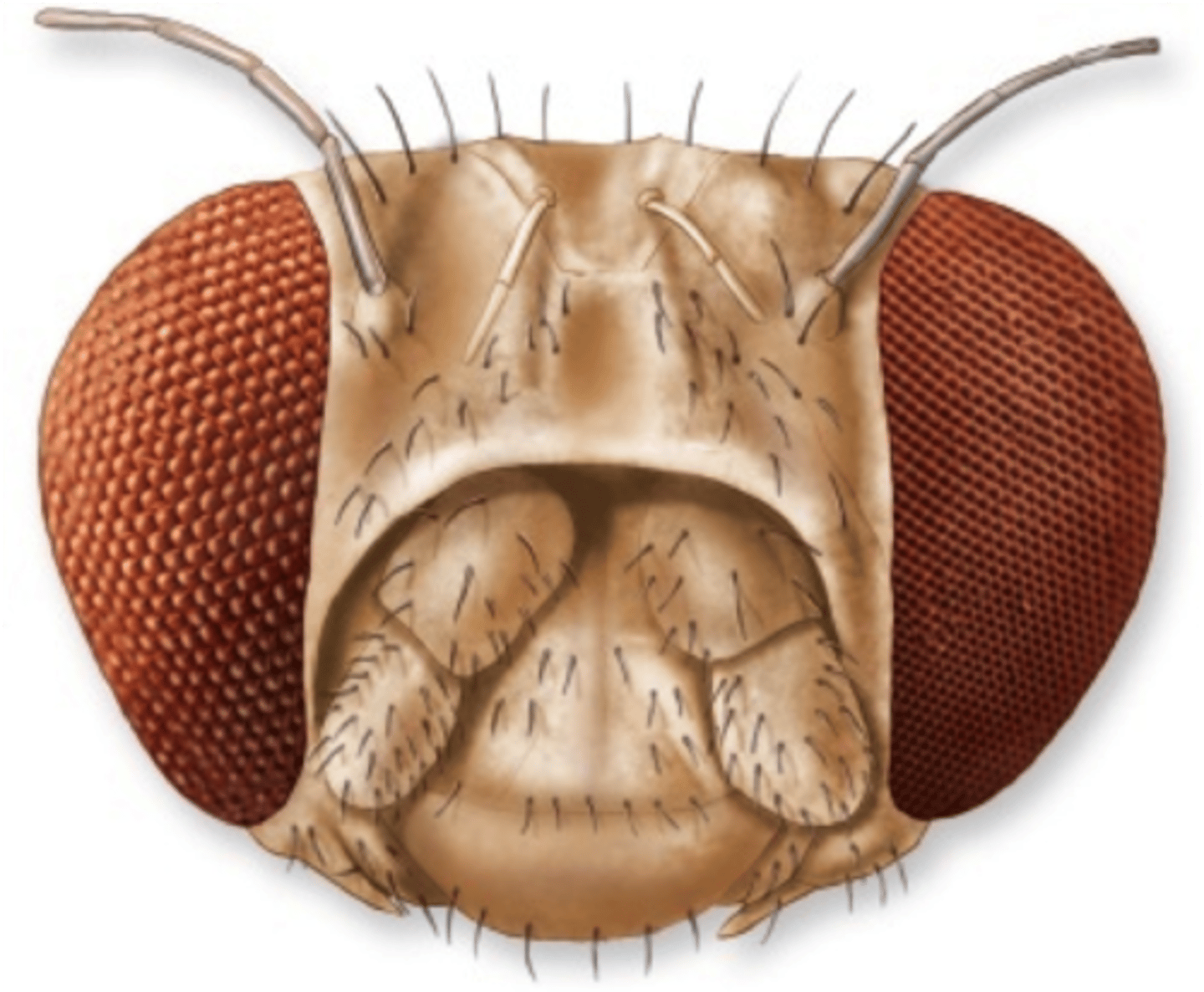 <p>light sensing units make up compound eyes</p>