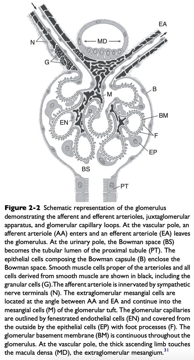 <ul><li><p>Glomerulus consists of a capillary bed interposed between the afferent and efferent arterioles</p></li><li><p>Capillary endothelium of the glomerulus is fenestrated by openings 50-100 nm in diameter</p><ul><li><p>These openings exclude cells from the ultrafiltrate, but macromolecules are not restricted based on size</p></li></ul></li><li><p>Luminal surface of the endothelium is covered by negatively charged sialoglycoproteins that contribute to the charge selectivity of the filtration barrier</p></li></ul><p></p>