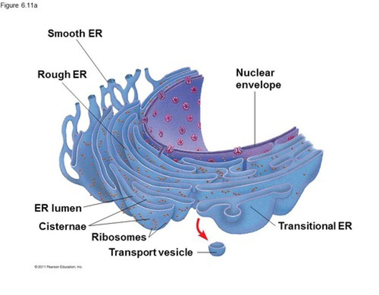 <p>Series of interconnected membranes that are actually contiguous with the nuclear envelope</p><p>Folded numerous times to create complex structures in the lumen</p><p>Smooth ER and Rough ER</p>