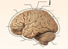 <p>Identify the structure labeled <strong>“j”</strong> in the image.</p>