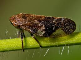 <p>Spittlebug</p>