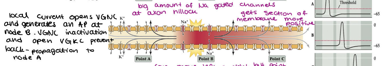 <ul><li><p>local current opens VGNC at axon hillock and generates AP at node B</p></li><li><p>VGNC inactivation and open VGKC prevent back- propagation to node A$</p></li></ul><p></p>