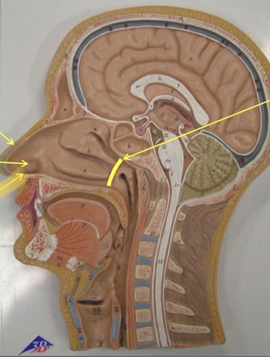 knowt flashcard image